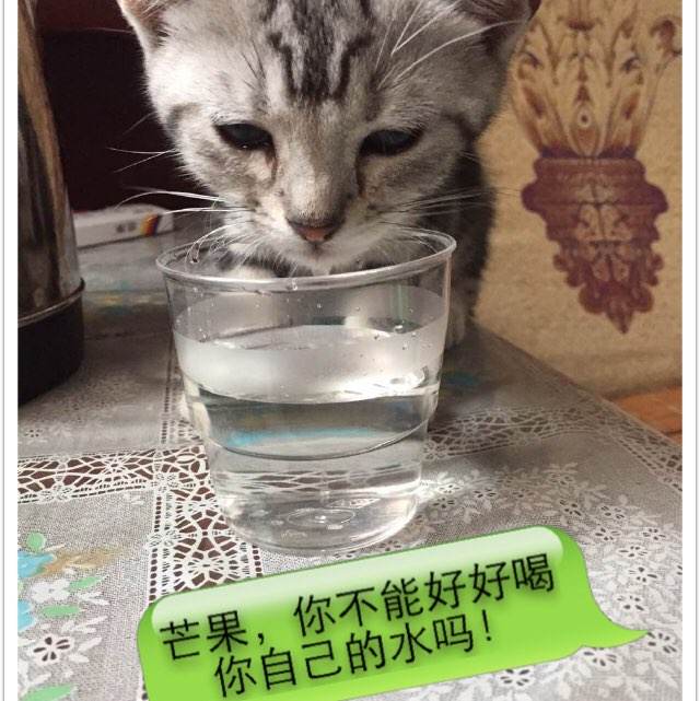高仿希伯来神学院文凭毕业证